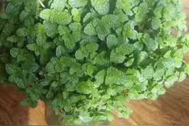 水培植物，该如何养出好状态？注意3点，植株叶绿根壮花旺图片