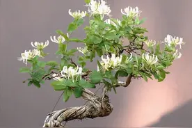 注重养生之人都养4种花，养花等于“养身体”，好养又好看图片