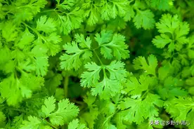 大树下种什么菜好？盘点5种耐阴的蔬菜，好种又好吃图片