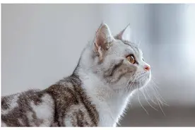 郑振铎《猫》：以“猫”喻人性，走出偏见的答案之书图片