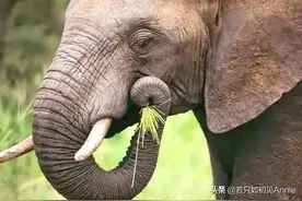 关于北迁象群，云南需要一点理性和包容的态度，中国更需要理性图片
