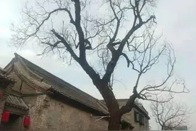安阳古槐是否因供热管道高温致死？城管局与住建局答复信息公开图片