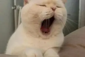 猫咪打哈欠只是困了？不仅仅是这样，打哈欠主要因为这五点图片
