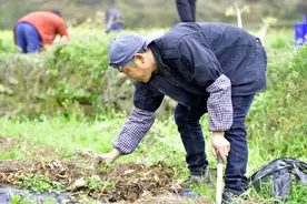 2021年，耕地保护出台，两类抛荒耕地要收回，三大问题要注意图片