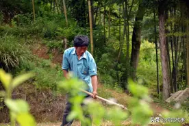山村大叔把屋基整成平地，里面种植蔬菜，看他担心哪1件事图片