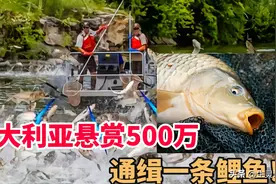 澳大利亚为何大手一挥，悬赏500万通缉鲤鱼，这条鲤鱼怎么了？图片
