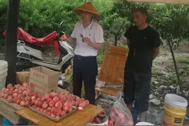 桐柏埠江——草帽书记摆地摊， 心系果农作代言图片