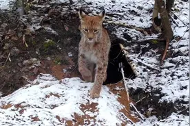 被称为高效“屠狼机器”的猞猁，究竟有多凶猛？图片