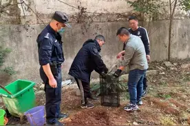 看警察蜀黍如何捕蛇（视频）图片