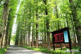 重磅！日照森林公园将免费开放了图片