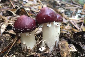 亩产5千斤，利润七八万元，需求量大，农民：我能种吗？图片