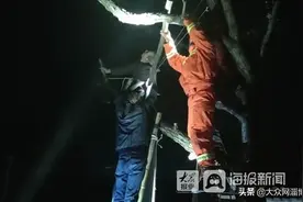 紧急救援！淄博一80岁老人爬树摘香椿被困2个多小时 意识微弱图片
