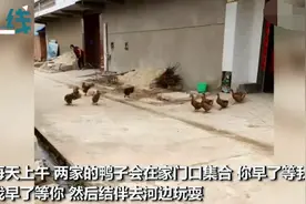 11只鸭鸭结伴去河边，早出互相等待晚归依依不舍，网友操碎了心图片