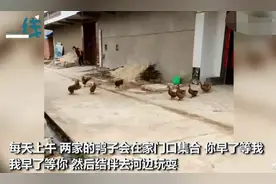11只鸭鸭结伴去河边，早出互相等待晚归依依不舍，网友操碎了心图片