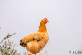 肉鸡场病死鸡应该如何处理？图片