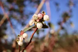 景东3000亩蓝莓开花结果啦图片