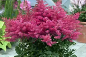 一种野草长得粉嫩，名叫落新妇，一穗一穗的花型太美了图片