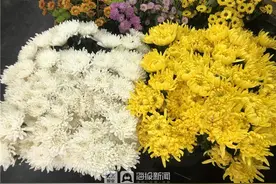 单支上涨1-2元 德州文明新风带动清明菊花热销图片