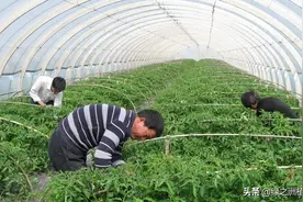 用了三十年的噻虫嗪，很多人都不知道他还有这些用法图片