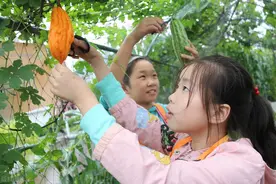 苦瓜架子挂空瓶，一网打尽瓜实蝇，种植户：简单实用图片