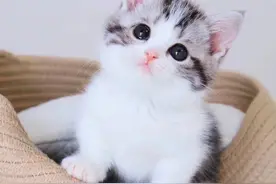 世界上最好养的猫（美短）图片