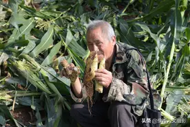 山村大叔为撵野猪在玉米地里守5个夜晚，回家一小时半块地被拱完图片