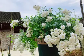 阳台养一种花，四季都有花看，花量丰沛，甜香四溢，养护也简单图片