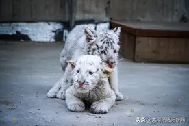 洛阳首对白虎龙凤胎将满百天，奶凶可爱一天两顿肉图片