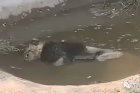 非洲狮泡水塘中疑似死亡！动物园回应：生病了，因体力不支溺亡图片