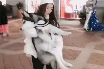 自从女友养了二哈后，她再也不是那个柔柔弱弱的女孩了！图片