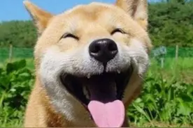无锡种黄狗在美国（张我佛）图片