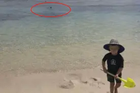 澳大利亚男子遭鲨鱼撕咬吞食，死前最后一刻出现在2岁儿子照片中图片