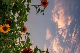 手机壁纸——虽然我们素未谋面，但我希望你们健健康康，平平安安图片