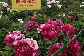 爱家乡 游河北 发现身边的美 | 广平县鹅城牡丹园20万株各色牡丹花开正艳图片
