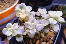 养植多肉植物到底有哪些好处呢？图片