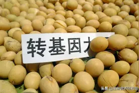 转基因食品铺天盖地，学会辨别最重要，教你识别几种常见食品图片