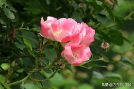 韩国歌曲-野蔷薇图片