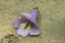 植物图鉴：兰考泡桐图片