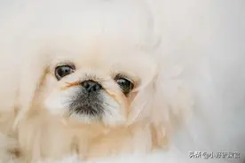 你知道清宫剧《延禧攻略》里，高贵妃的爱犬"雪球"是什么品种吗？图片