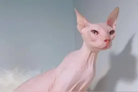无毛猫太裸露，奶奶给它做了件内裤，结果多此一举，更妖媚了图片