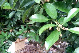 最新鲜最甜的人心果图片