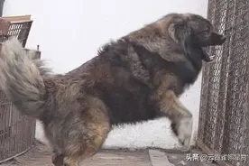 女孩带猛犬出门，累了就骑在狗狗身上，路人见了全避让图片