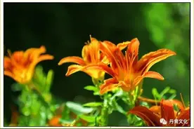 昨日黄花 | 谢冕图片