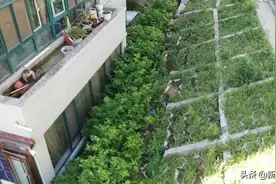 追踪反馈｜小区防护坡塌陷 维修责任难划分图片