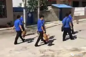 进村摔鸡的荒唐与可笑图片