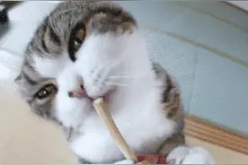 我用一根猫条，让喵主子变得服服帖帖图片