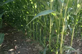 最耐密植的高产玉米新品种，最高可种8000株图片