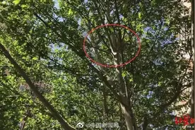 北京丰台通报小区拆鸟窝事件图片