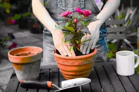 怕花死掉不敢给花换盆？掌握这5点，换完蹭蹭长新根图片