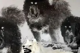 干掉3匹野狼，咬伤数十条藏獒的原生獒，吼声如雷！图片